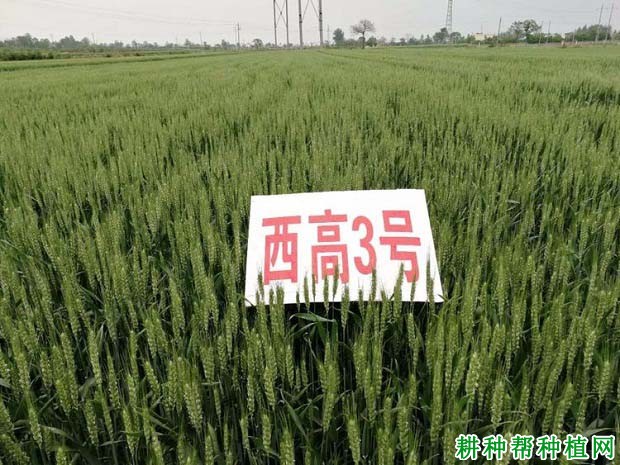 西高三号小麦品种好不好? 西高三号小麦品种好不好?