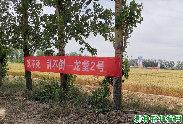 龙堂二号小麦品种好不好? 龙堂二号小麦品种好不好?