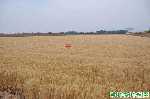 晋麦97小麦品种好不好? 晋麦97小麦品种好不好?