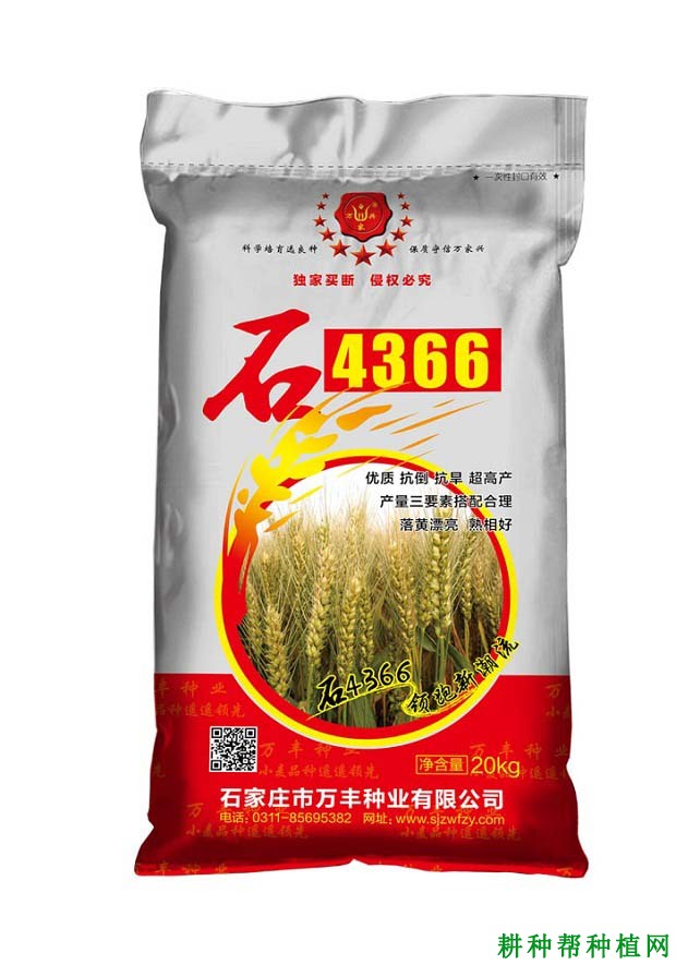 石4366小麦品种好不好? 石4366小麦品种好不好?