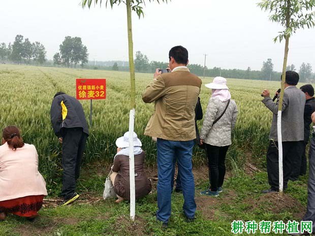 徐麦32小麦品种好不好? 徐麦32小麦品种好不好?