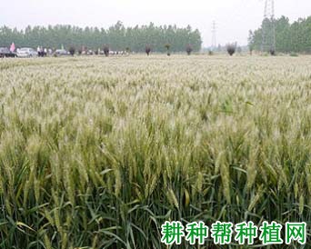徐麦32小麦品种好不好? 徐麦32小麦品种好不好?