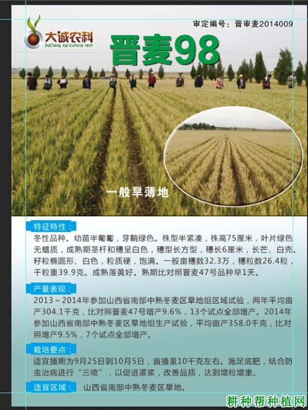 晋麦98小麦品种好不好? 晋麦98小麦品种好不好?