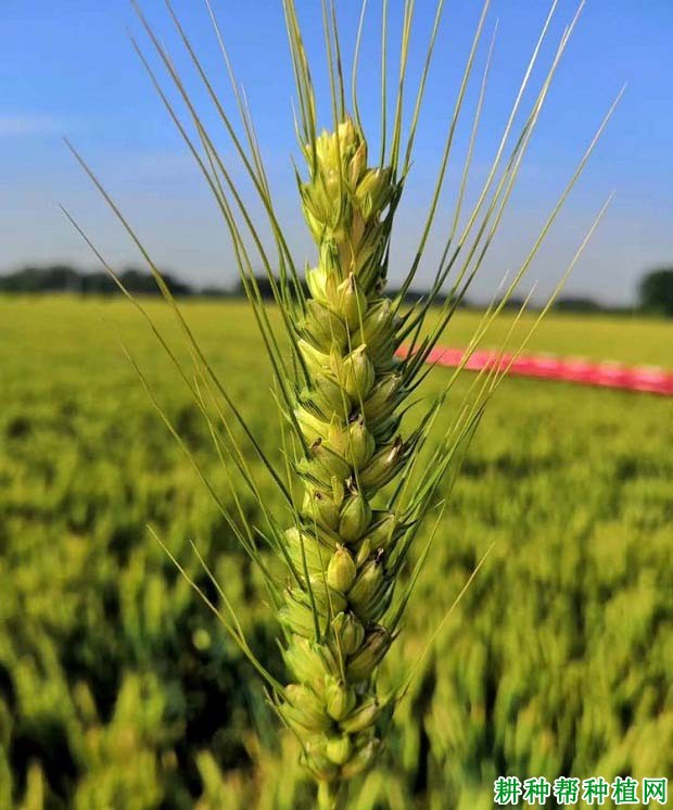 山农111小麦品种好不好? 山农111小麦品种好不好?