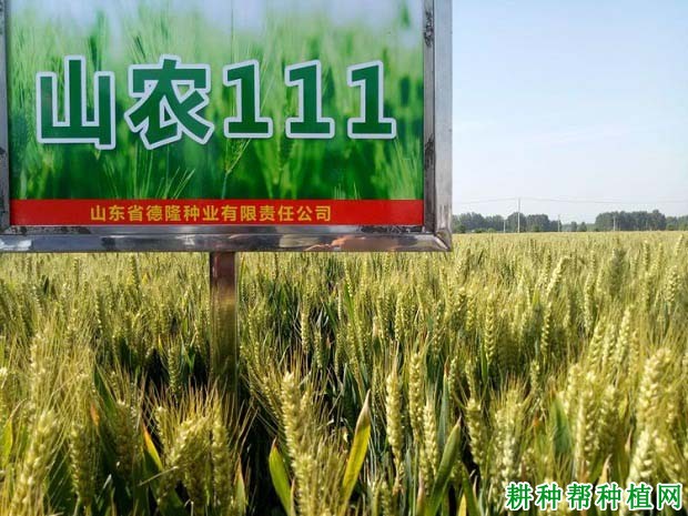 山农111小麦品种好不好? 山农111小麦品种好不好?