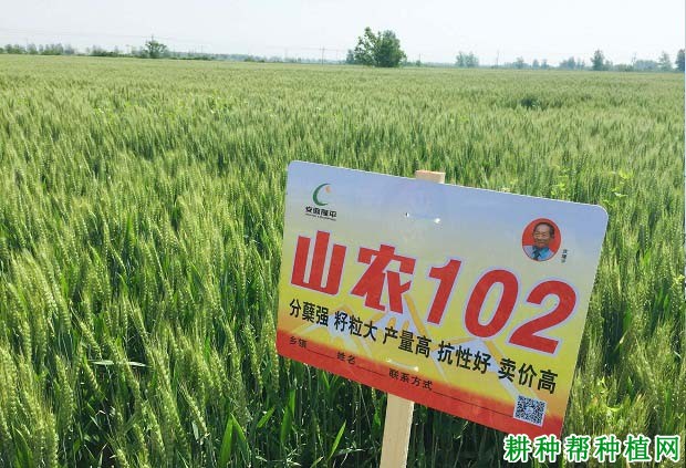 山农102小麦品种好不好? 山农102小麦品种好不好?
