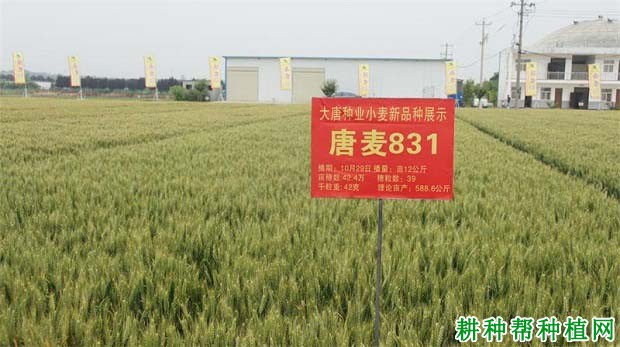 唐麦831小麦品种好不好? 唐麦831小麦品种好不好?