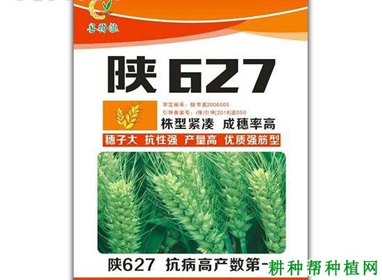 陕627小麦品种好不好? 陕627小麦品种好不好?