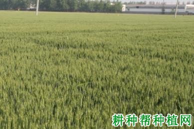 农麦1号小麦品种好不好? 农麦1号小麦品种好不好?