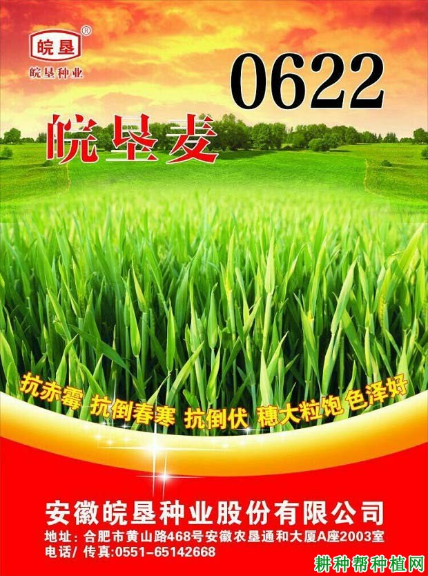 皖垦麦0622小麦品种好不好? 皖垦麦0622小麦品种好不好?