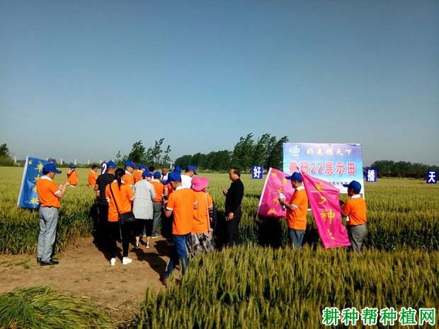 徽研22小麦品种好不好? 徽研22小麦品种好不好?