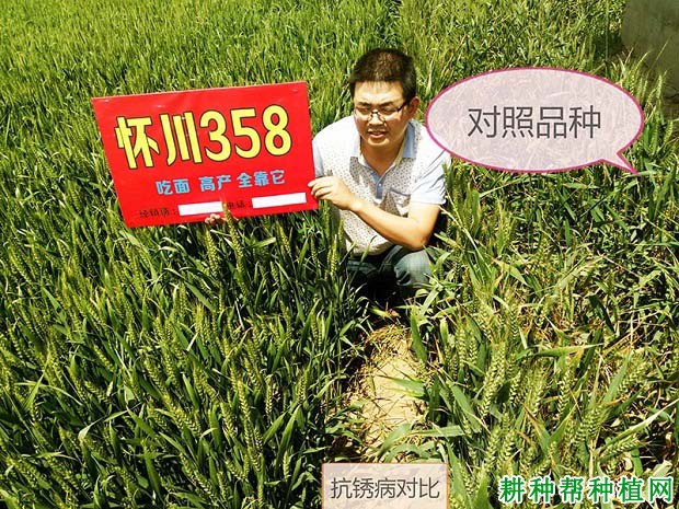 怀川358小麦品种好不好? 怀川358小麦品种好不好?
