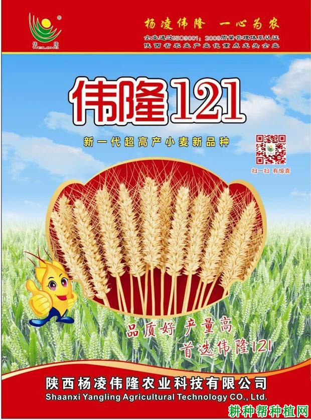 伟隆121小麦品种好不好? 伟隆121小麦品种好不好?