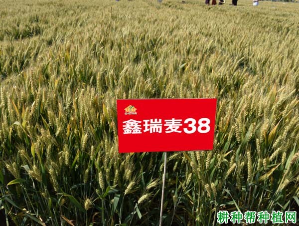 鑫瑞麦38小麦品种好不好? 鑫瑞麦38小麦品种好不好?