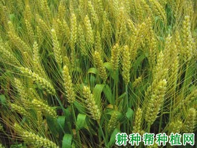 会宁19号小麦品种好不好? 会宁19号小麦品种好不好?