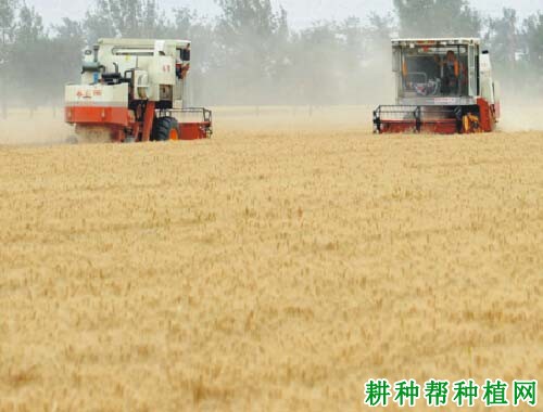 富麦669小麦品种好不好? 富麦669小麦品种好不好?