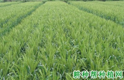 苏隆128小麦品种好不好? 苏隆128小麦品种好不好?