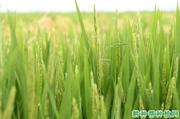 内香2128杂交籼稻水稻品种好不好? 内香2128杂交籼稻水稻品种好不好?