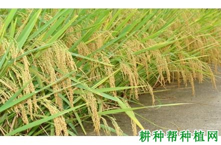 金优284水稻品种好不好? 金优284水稻品种好不好?