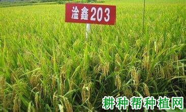 淦鑫203水稻品种好不好? 淦鑫203水稻品种好不好?