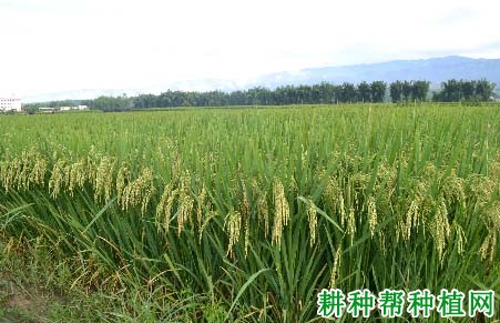 川香优178杂交籼稻水稻品种好不好? 川香优178杂交籼稻水稻品种好不好?