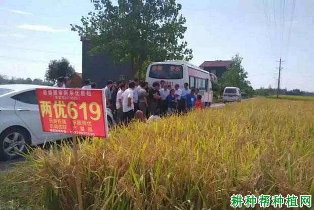 两优619水稻品种好不好? 两优619水稻品种好不好?
