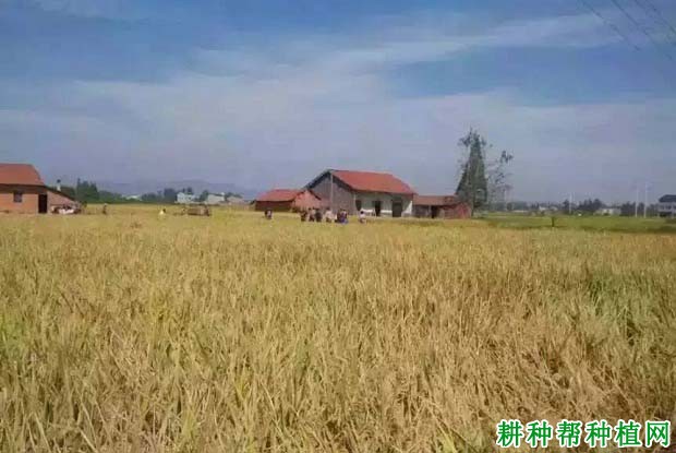 两优619水稻品种好不好? 两优619水稻品种好不好?