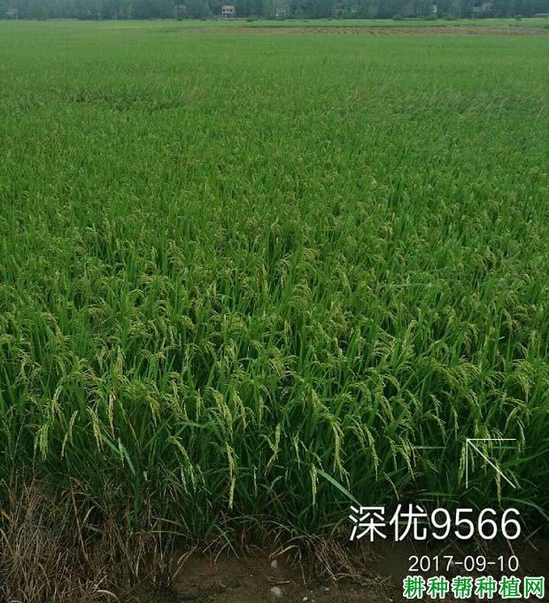 深优9566水稻品种好不好? 深优9566水稻品种好不好?
