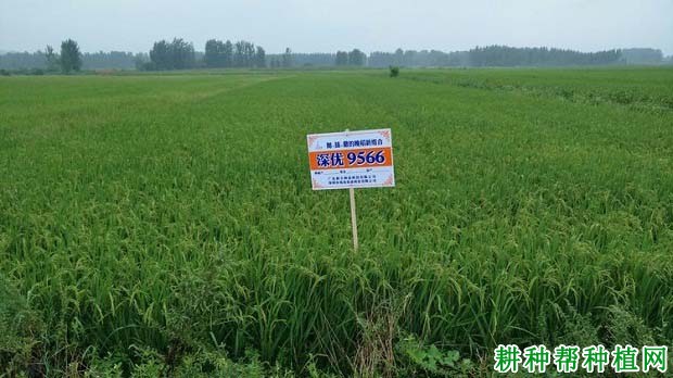 深优9566水稻品种好不好? 深优9566水稻品种好不好?