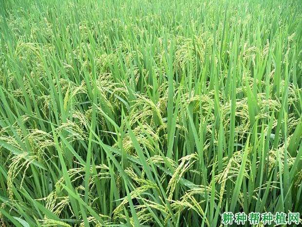 深优9566水稻品种好不好? 深优9566水稻品种好不好?