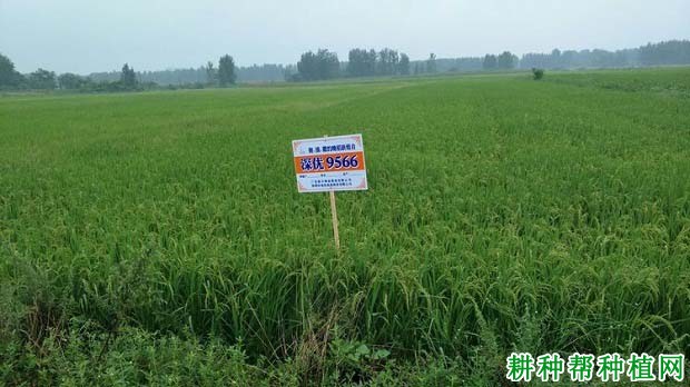 深优9566水稻品种好不好? 深优9566水稻品种好不好?