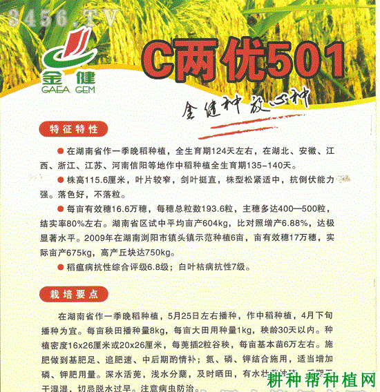 C两优501杂交籼稻水稻品种好不好? C两优501杂交籼稻水稻品种好不好?