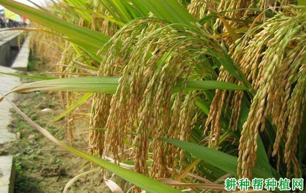 力丰优5059水稻品种好不好? 力丰优5059水稻品种好不好?