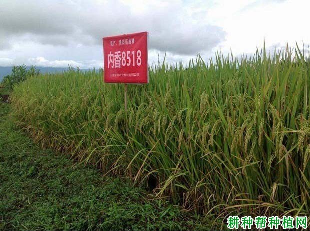 内香8518杂交籼稻水稻品种好不好? 内香8518杂交籼稻水稻品种好不好?