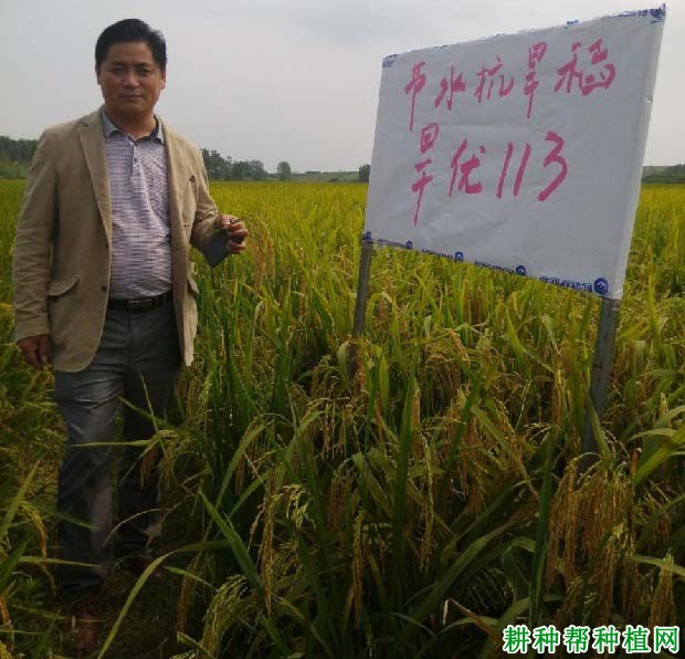 旱优113水稻品种好不好? 旱优113水稻品种好不好?