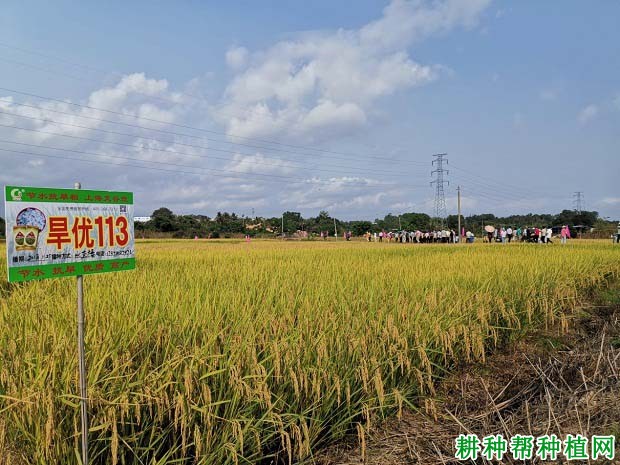 旱优113水稻品种好不好? 旱优113水稻品种好不好?