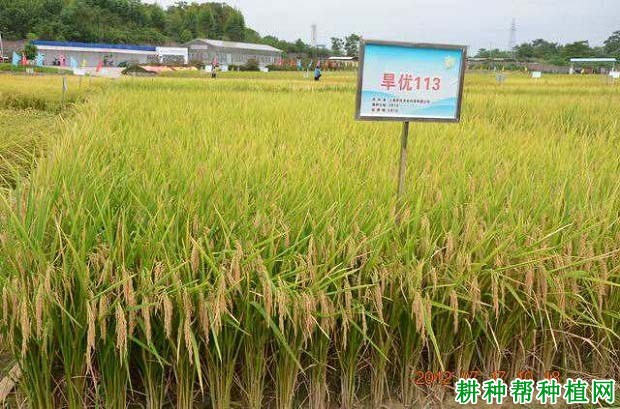 旱优113水稻品种好不好? 旱优113水稻品种好不好?