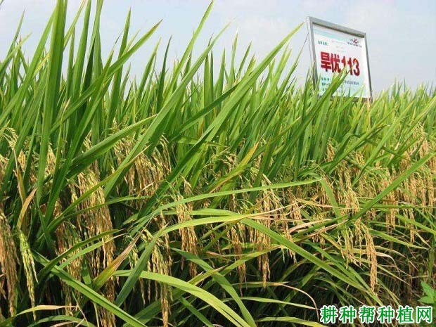 旱优113水稻品种好不好? 旱优113水稻品种好不好?