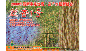 丝香1号水稻品种好不好? 丝香1号水稻品种好不好?