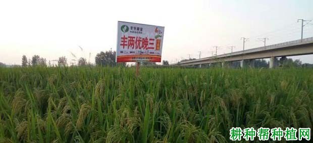 丰两优晚三杂交籼稻水稻品种好不好? 丰两优晚三杂交籼稻水稻品种好不好?