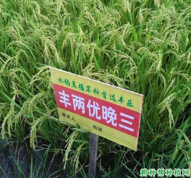 丰两优晚三杂交籼稻水稻品种好不好? 丰两优晚三杂交籼稻水稻品种好不好?