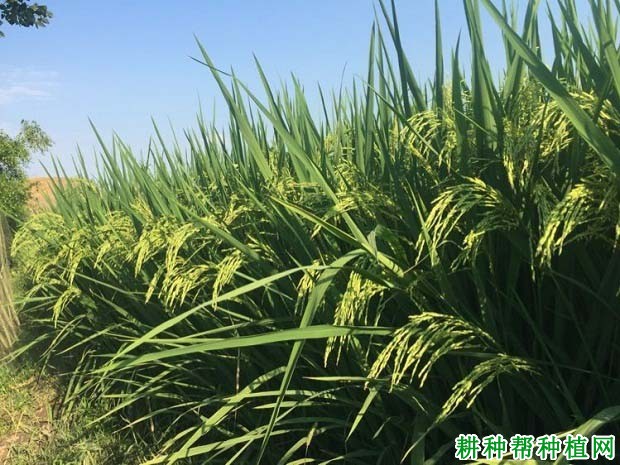 早两优336水稻品种好不好? 早两优336水稻品种好不好?