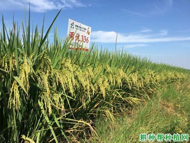 早两优336水稻品种好不好? 早两优336水稻品种好不好?