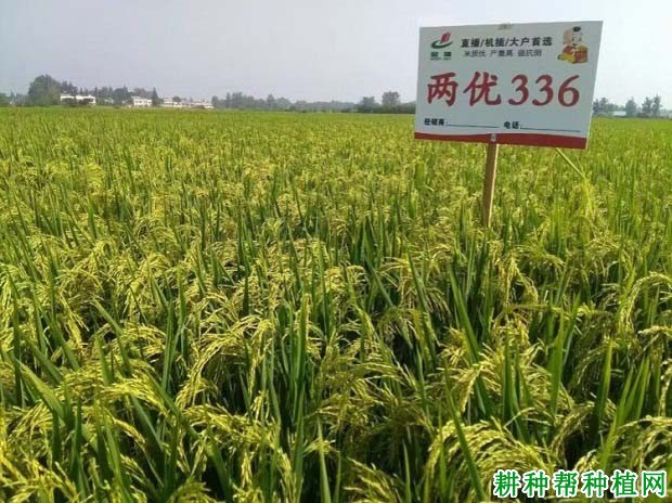 早两优336水稻品种好不好? 早两优336水稻品种好不好?