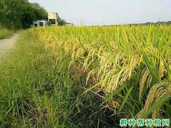 Y两优1964水稻品种好不好? Y两优1964水稻品种好不好?
