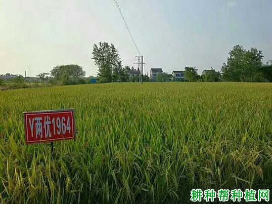 Y两优1964水稻品种好不好? Y两优1964水稻品种好不好?