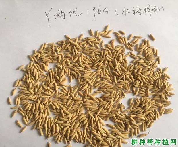 Y两优1964水稻品种好不好? Y两优1964水稻品种好不好?