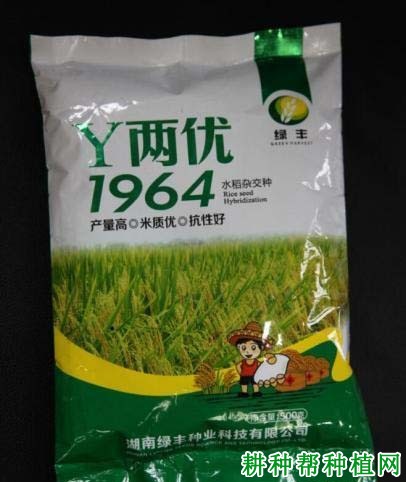Y两优1964水稻品种好不好? Y两优1964水稻品种好不好?