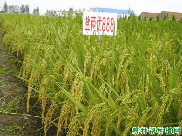 盐两优888杂交籼稻水稻品种好不好? 盐两优888杂交籼稻水稻品种好不好?