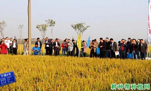 宁粳8号水稻品种好不好? 宁粳8号水稻品种好不好?